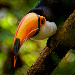 toucan