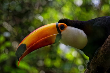 toucan