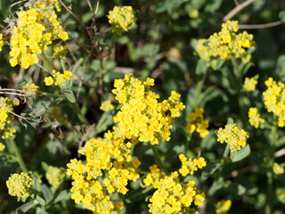 Obraz premium (Aurinia oder alyssum saxatilis) Felsensteinkraut mit gelben, verkehrt-eiförmigen Kronblätter, Laubblätter graugrüne spatelförmig mit stumpfem bis spitzem, Blattrand glatt und gezähnt