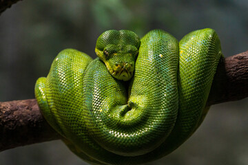 Green tree python coils on the tree.