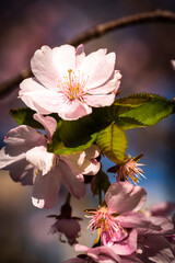 SChönheit Makro Blüte der Kirsche Kirschbaum im Frühling