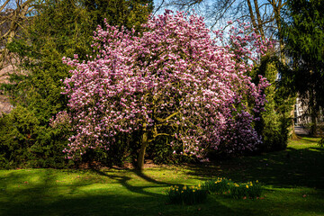 Baum der pink blühenden Magnolie im Frühling