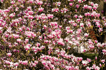 Baum der pink blühenden Magnolie im Frühling