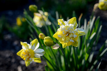 Narcissus flower in spring in Alsace - Close-up view of a narcissus flower in a garden. The petals are yellow and white.