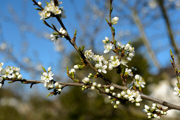 Plum tree branch covered with flowers, Alsace, France. - Close-up photo of white plum blossoms in spring in an orchard.