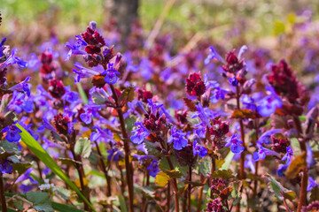 Fototapeta premium Natural mint background. Purple flowers Catnip (Latin: Nepeta cataria) close up. Soft selective focus.