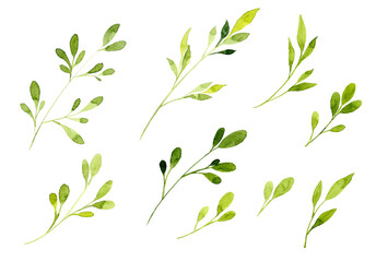 Collection of green leaves isolated on white background. Set of watercolor hand painting on paper. Clipping path.