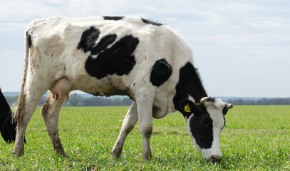 Black and white cow grazing in the meadow