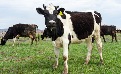 Naklejka na ściany i meble Black and white cow grazing in the meadow