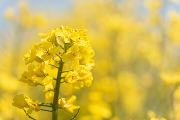 Rape Flowers in the season spring. Yellow fieldClose up of a Rape blooming in the season spring. Yellow field