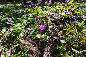 林業試験場樹木公園に開花するカタクリ