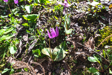 林業試験場樹木公園に開花するカタクリ
