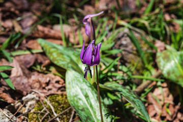 林業試験場樹木公園に開花するカタクリ