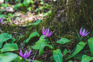 林業試験場樹木公園に開花するカタクリ