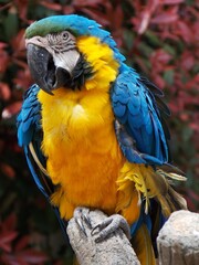 ルリコンゴウインコ