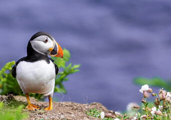 atlantic puffin