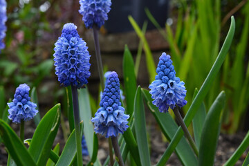 Muscari