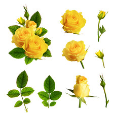 Set of yellow rose flowers, buds, leaves and example of arrangement - obrazy, fototapety, plakaty