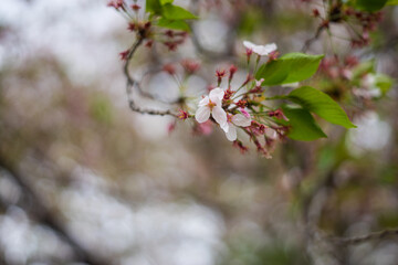 散り際の桜