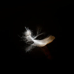 white feather on black background - light feather of brown bird