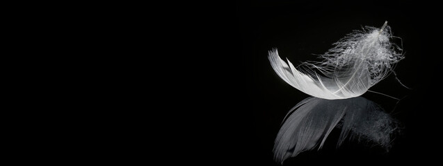 white feather on black background - light feather of white bird - horizontal banner