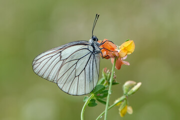 Aporia crataegi butterfly on a wild flower early in the morning waiting for the first rays of the...