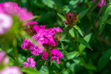 pink flowers