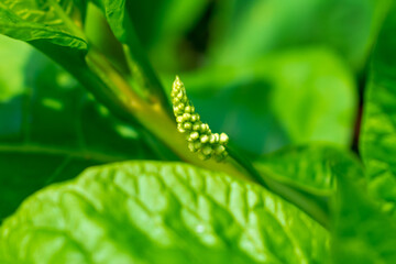 close up of green leaves