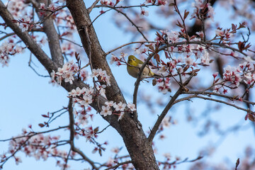 cherry blossom and a white eye.
