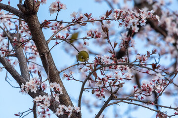 cherry blossom and a white eye.