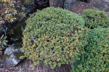 北海道の植物の一年