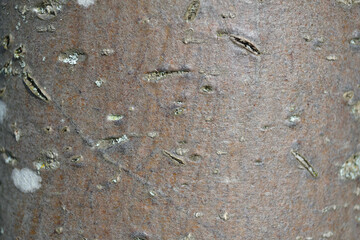 Legno