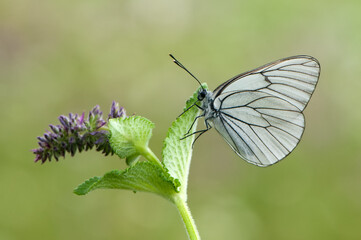 Aporia crataegi butterfly on a wild flower early in the morning waiting for the first rays of the sun