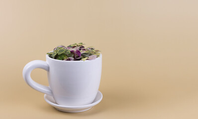  little green house plant in white pot cup on beige background. Ornamental garden in the apartment. Green house. 
