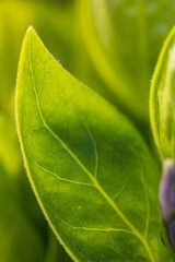 Feuille verte photographiée en macro avec une belle lumière - début de printemps 