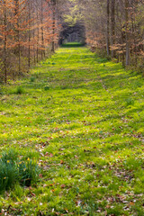 Chemin en forêt  - espace entre deux bois - clairière - paysage de forêt en promenade