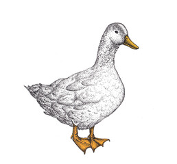 Duck on white illustration 