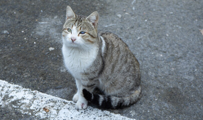 A homeless cat with mournful eyes, one eye with cataracts, one paw with a ruptured abscess wound. The second cat in the background in the parking.