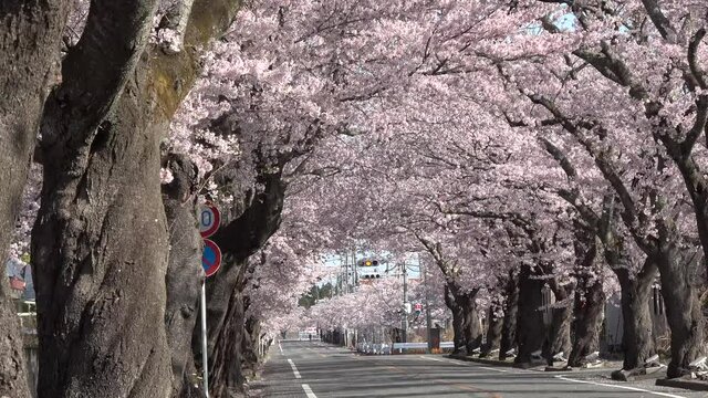 夜の森公園の桜（福島県・富岡町）