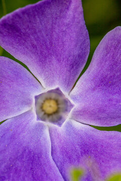 Fleur mauve photographi&eacute;e en macro - centre en pentagone - formes naturelles