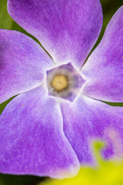 Fleur mauve photographi&eacute;e en macro - centre en pentagone - formes naturelles