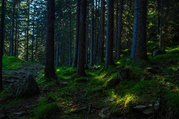 Sunlight crossing green pine and larch tree forest in springtime. Beautiful alpine woodland environment.
