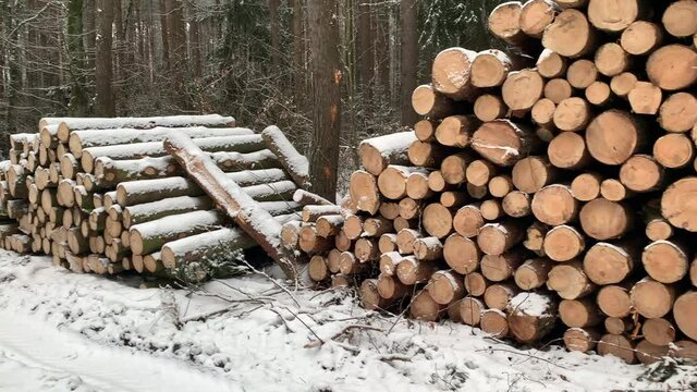 Log trunks pile cowered with snow in the forest. Rows of piled of logs waiting to be transported in the woods. Logging timber for wood industry. Closeup of chopped firewood in winter.