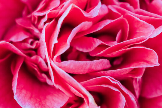 Fleur rose, texture de pétales de fleurs roses - arrière-plan graphique en photographie macro