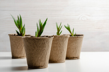 Succulent seedling. Just planted succulents on the white table. Transplanting home.