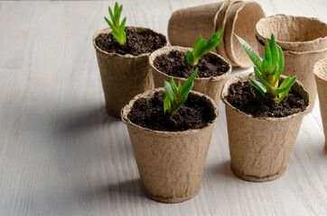 Succulent seedling. Just planted succulents on the white table. Transplanting home.