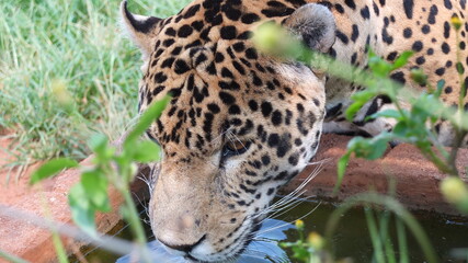 Leopard (Panthera pardus), South Africa, drinking water, close up