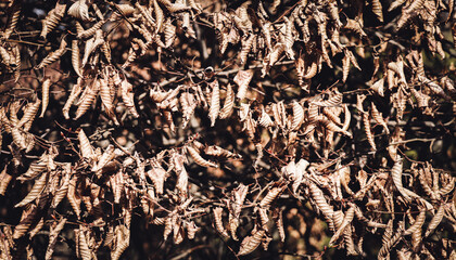 Natural background with dry leaves after winter on a Corylus avellana bush on a sunny day