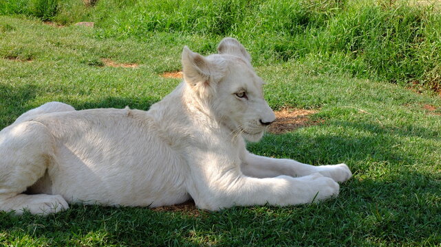 white lion cub sitting on grass in the shadow