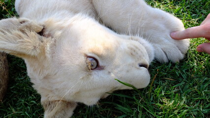 Fototapeta premium white lion cub (leo panthera) lying in the grass being playful, human finger touching his paw